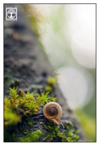 tiny snail, cute snail, snail, macro world