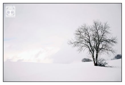 lonely tree, winter tree, winter landscape, snowy landscape, bavaria, germany