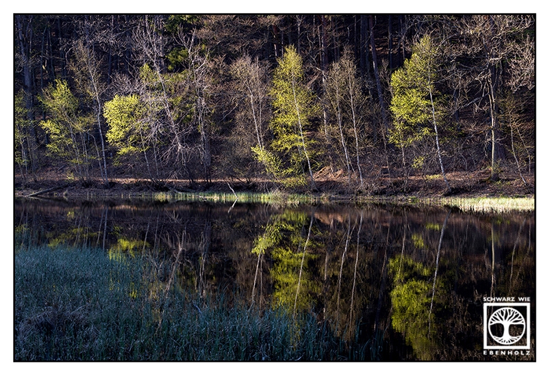 Gelterswoog, See Frühling, Reflexionen See, Reflexionen Bäume