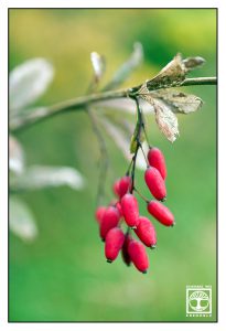 red berries, red green