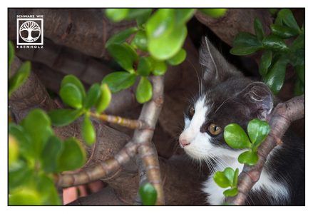 cute cat, kitten, black and white cat, money tree, money plant