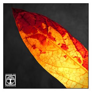 autumn leaf, backlight leaf