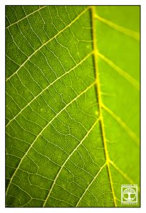 green leaf, leaf macro, point line area photography