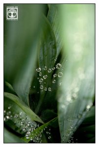 cobweb drops, leaves drops