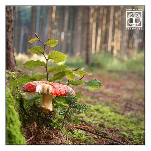 fly agaric, red mushroom, mushroom forest