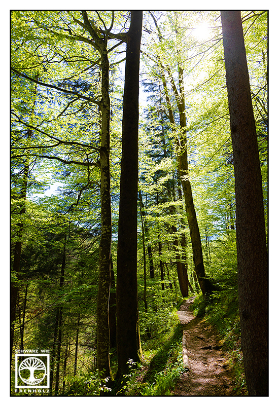 Waldweg, Wald, Wald Frühling, Frühling