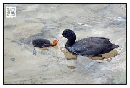 coot, coot family, coot chick, coot baby, baby bird