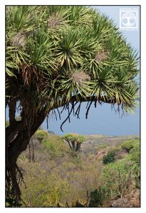 Drachenbaum, Los Dragos, La Palma