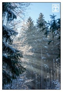 Winter Wald, Schnee Bäume, Wald Licht