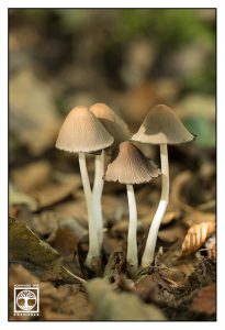 mushrooms, brown mushrooms