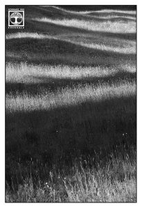 grass black and white, abstract photo, abstract photography, lines photography, point line area photography