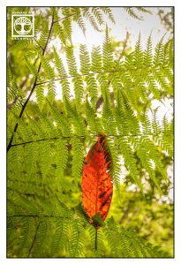 red leaf, orange leaf, autumn leaf, autumn, fern leaves