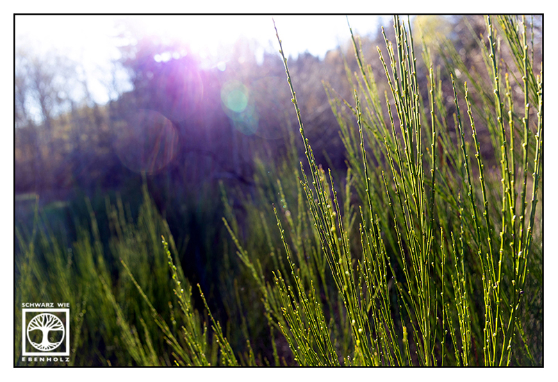 backlight grass, backlight fern