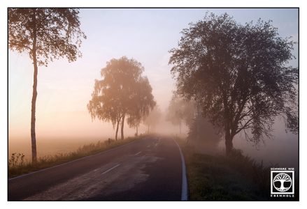 foggy road, country road, sunrise road, Allgäu, Bavaria, Germany