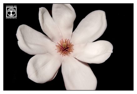 Magnolie, weiße Blume, lowkey blume, lowkey magnolie
