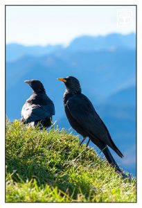 Rabe, Alpendohle, schwarzer Vogel alpen