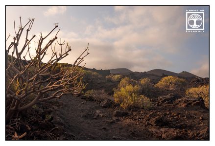 Fuencaliente, La Palma, volcano, volcanic landscape, volcanic vegetation