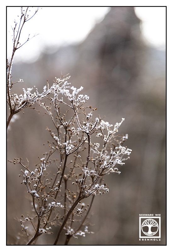 frost, hoar, frozen branches