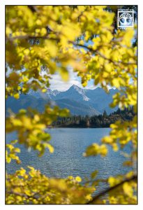 yellow tree, yellow leaves, autumn leaves, autumn lake, mountain lake, mountain lake autumn, Barmsee, Lake Barm, Bavaria, Germany