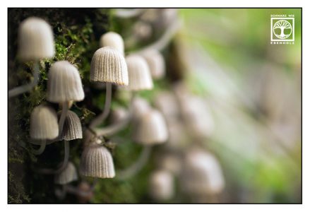 mushroom, mushrooms, white mushroom