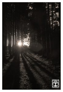 black and white forest, dark forest