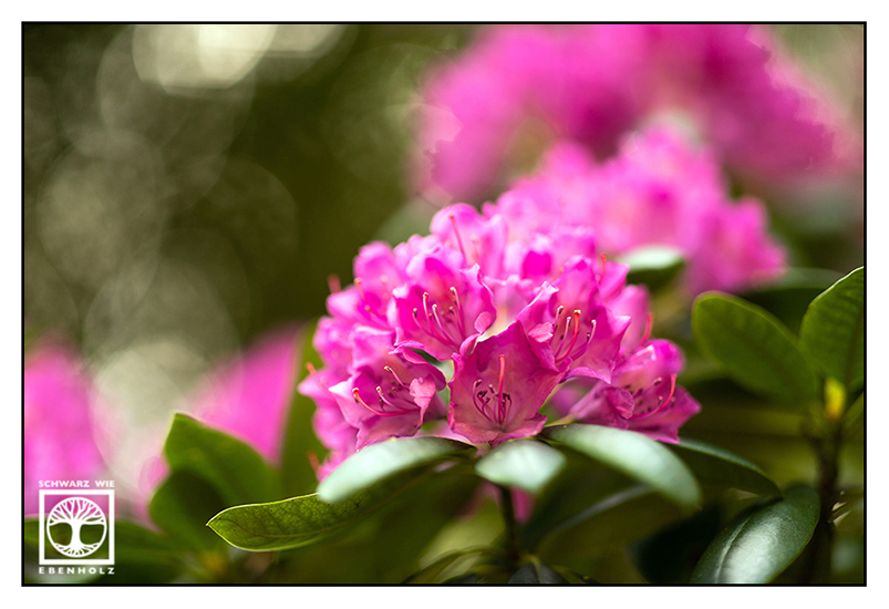 pink flower, pink flowers