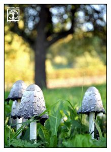 mushrooms, coprinus comatus, shaggy ink cap