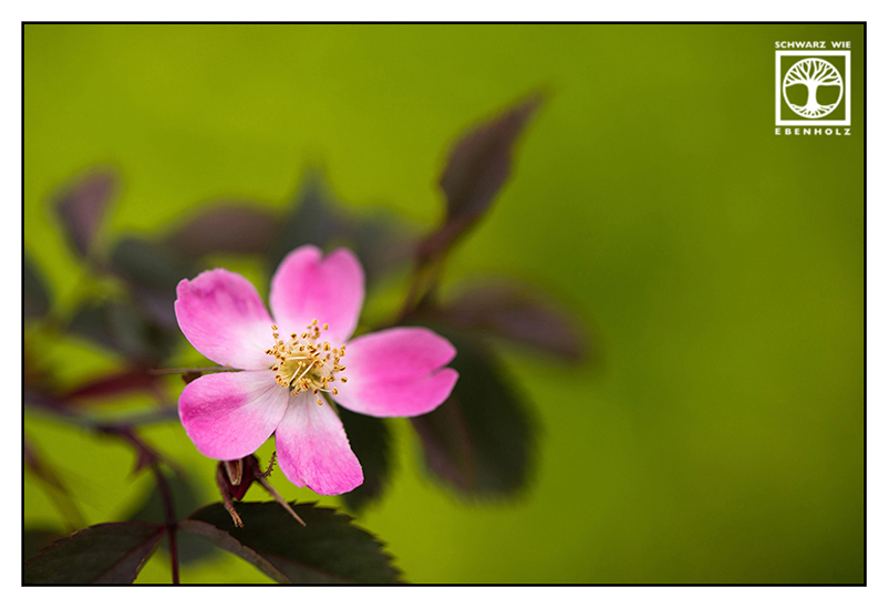 pink flower, rose hip, rose hip blossom