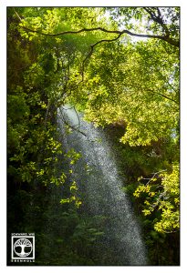 Los Tilos, Wasserfall, La Palma, Wasserfall Wald