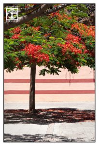blühender Baum, baum mit roten blüten