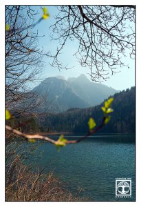 lake spring, schwansee, bavaria, germany