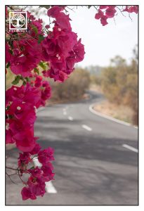 pink flowers, road, la palma