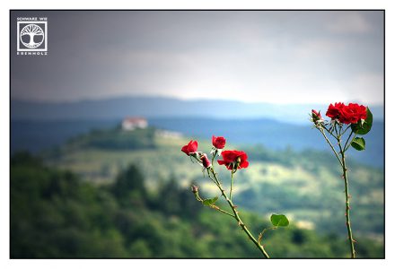 romance, roses landscape, Baden-Württemberg, germany, red rose, red roses