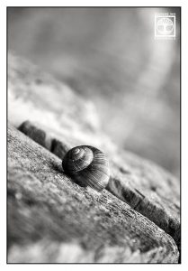 grapevine snail, grapevine snail black and white, garden snail, garden snail black white, snail shell