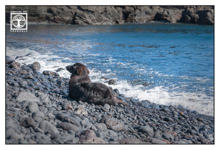schwarzer Hund, Meer, schwarzer Strand, La Palma