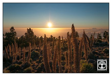 Sonnenuntergang Berge, La Palma, Roque de los Muchachos, Caldera de Taburiente, wildprets natternkopf