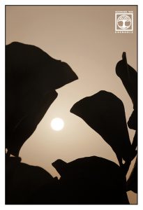 abstract photo, abstract photography, tree silhouettes photography