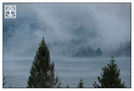 foggy lake, foggy forest