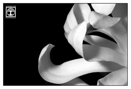 flower petals, magnolia, black and white flower, black and white flower petals, low key flower