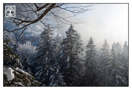Wald Winter, Bäume Schnee