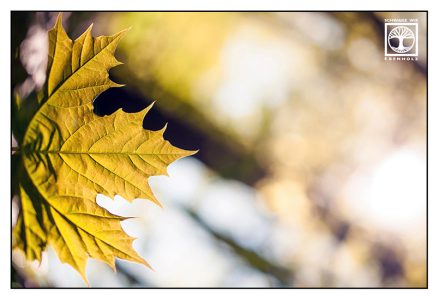 Ahornblatt, gelbes Blatt, Herbstlaub
