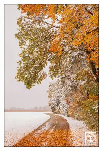 winter way, winter road, autumn road, autumn way, autumn forest, winter forest, snowy forest, allgäu, germany, bavaria