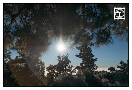 La Palma, Caldera de Taburiente, Caldera, pine forest, silhouette trees photography