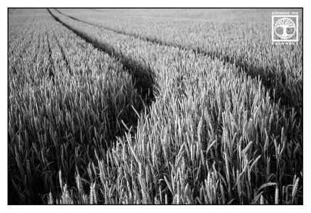 point line area photography, abstract photography, abstract photo, lines, cornfield, wheat, blackandwhite, black and white photography