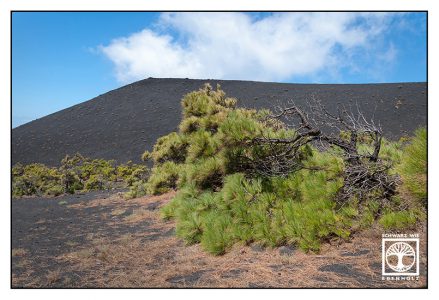 La Palma, Fuencaliente, volcano, volcanic landscape, lonely tree