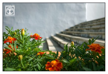 stairs, orange flowers, orange flower, san andres, la palma