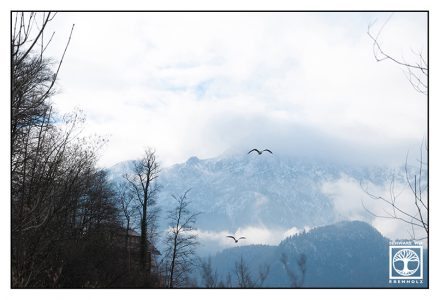 Kochel, flying birds, flying gull, flying seagull, foggy mountains, rainy day