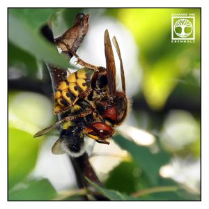 hornet, hornet eating bee