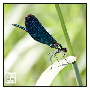 dragonfly, blue dragonfly