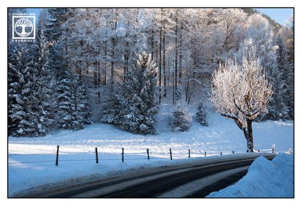 winter wald, winter Straße, baum winter